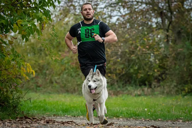 Běžec se startovním číslem a husky na canicrossu v lese