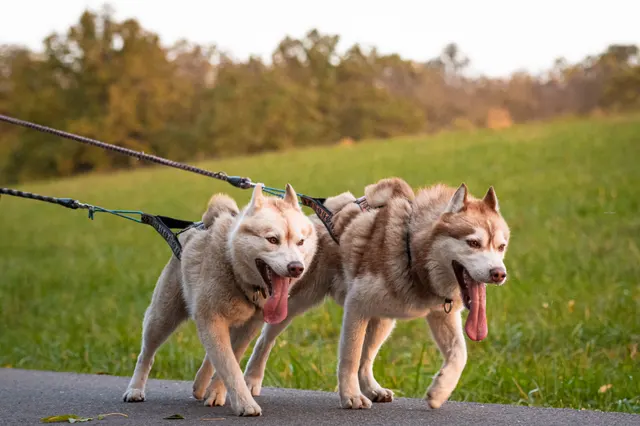 Dva sibiřští husky v postroji táhnou na podzimní louce