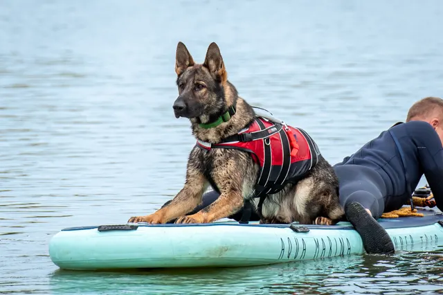 Německý ovčák v plovací vestě leží na paddleboardu na vodě