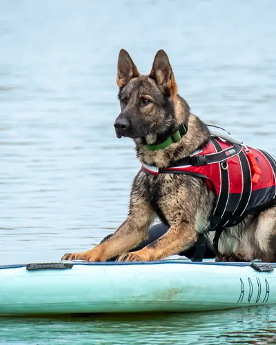 Německý ovčák v plovací vestě na paddleboardu na vodě